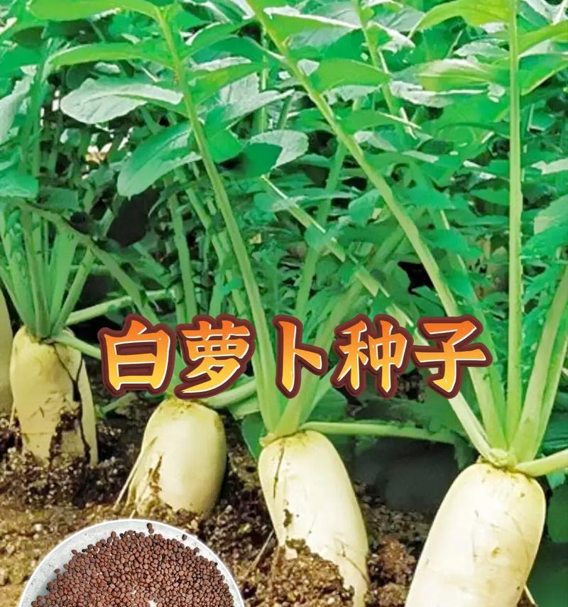 萝卜怎么种植方法？从播种到收获的全过程解析？
