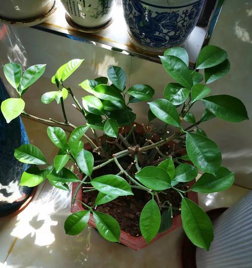 花盆橘子修剪枝条的最佳时机是什么时候？如何正确修剪？