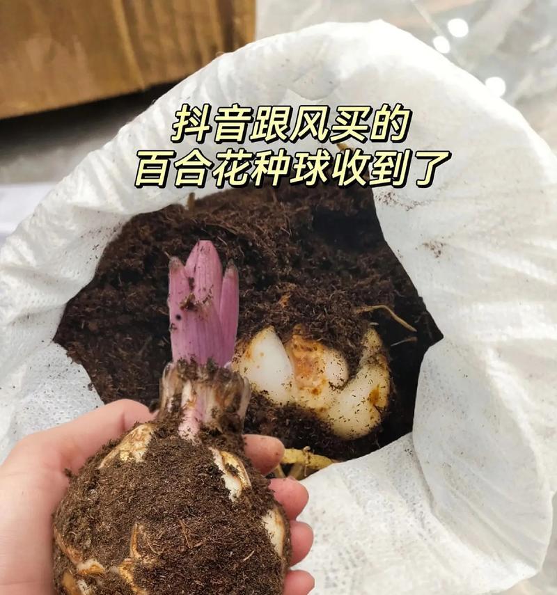 催芽百合种球种植方法是什么？常见问题有哪些？