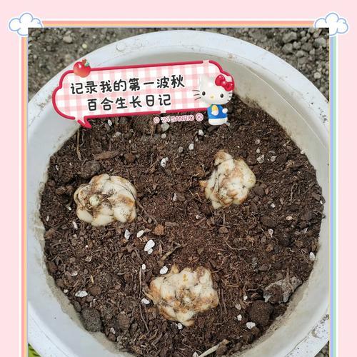 催芽百合种球种植方法是什么？常见问题有哪些？