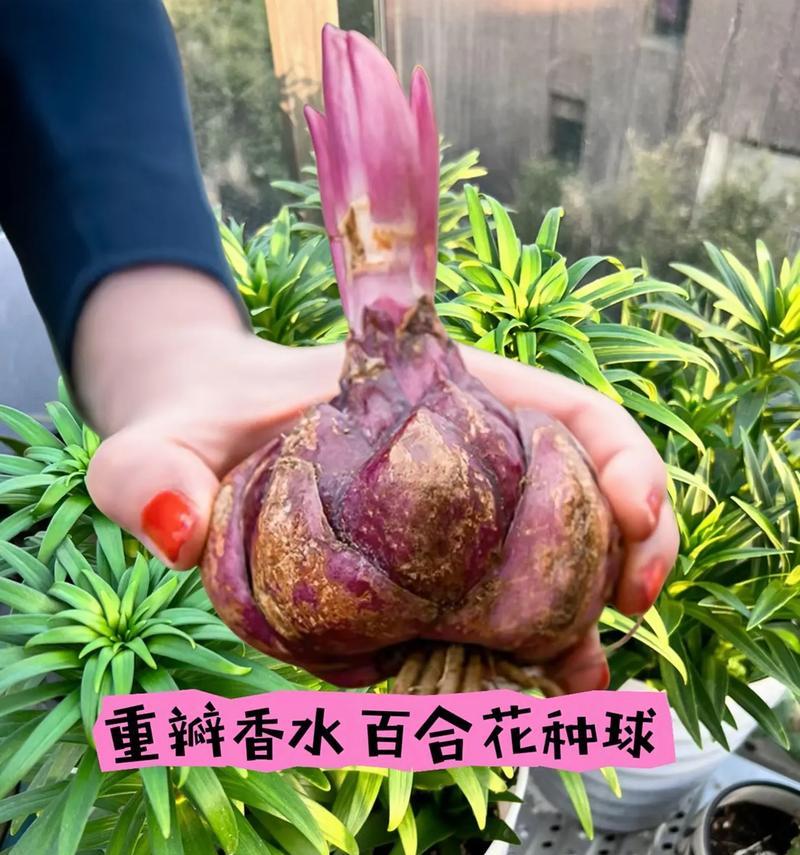 催芽百合种球种植方法是什么？常见问题有哪些？
