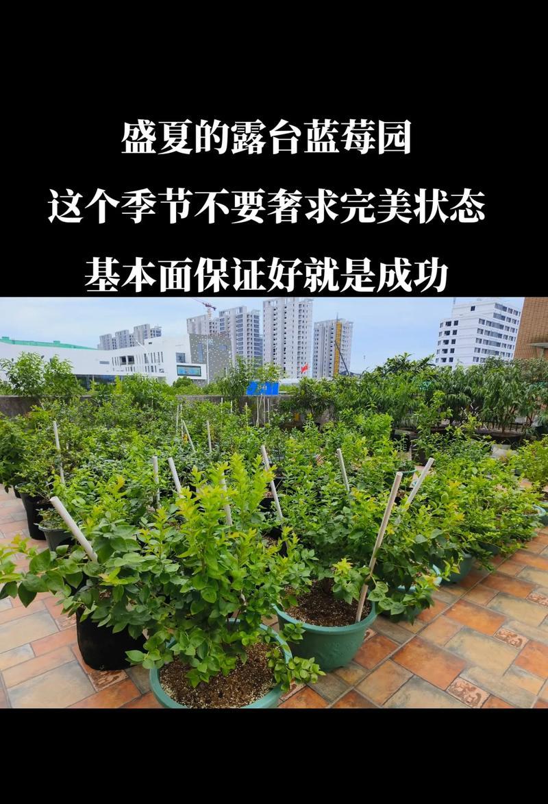 露台藤花怎么种植方法？有哪些步骤和注意事项？