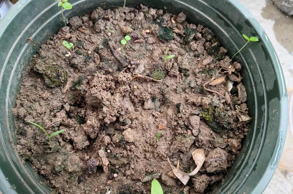 花卉种子催芽方法是什么？步骤和注意事项有哪些？