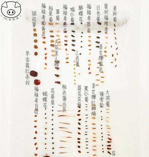 花卉种子催芽方法是什么？步骤和注意事项有哪些？