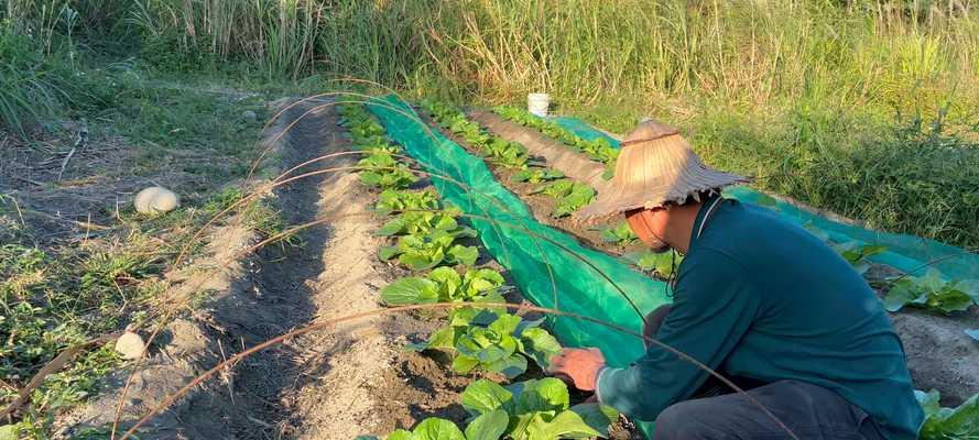 大白菜怎么种植方法？掌握这些技巧轻松种植！