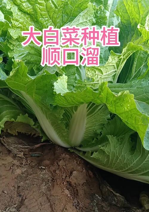 大白菜怎么种植方法？掌握这些技巧轻松种植！