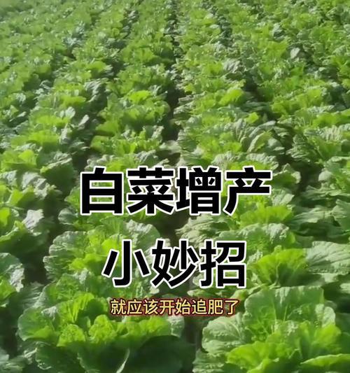 大白菜怎么种植方法？掌握这些技巧轻松种植！