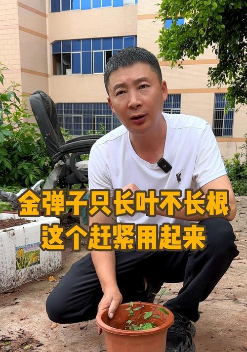 金弹子长根种植方法是什么？如何正确进行种植？