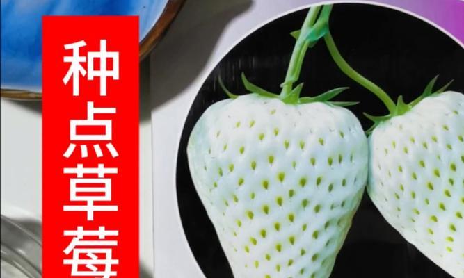 积实种子催芽方法是什么？需要多长时间才能发芽？