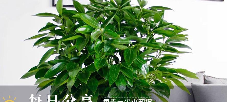 平安树修剪枝叶的最佳时机是什么时候？如何正确修剪？