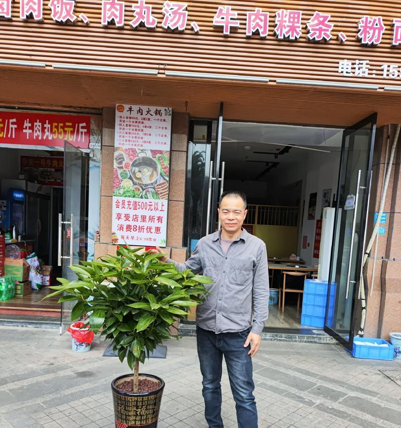 平安树修剪枝叶的最佳时机是什么时候？如何正确修剪？