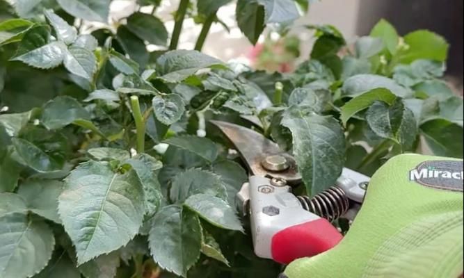 给春花修剪枝条的方法是什么？修剪后如何促进花朵生长？