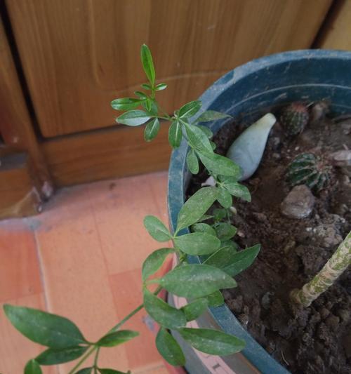 给春花修剪枝条的方法是什么？修剪后如何促进花朵生长？