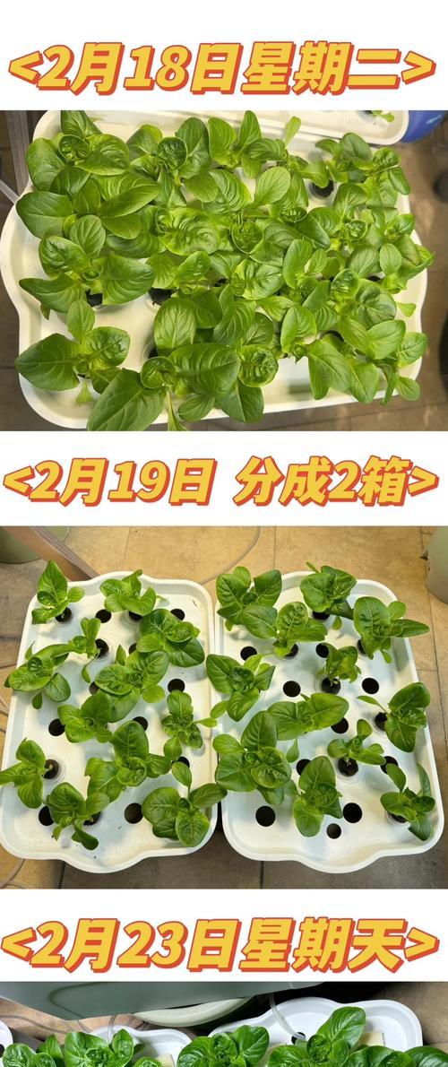 老菜催芽最快的方法是什么？