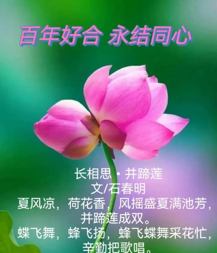104朵花代表什么含义？花语背后的深层意义是什么？