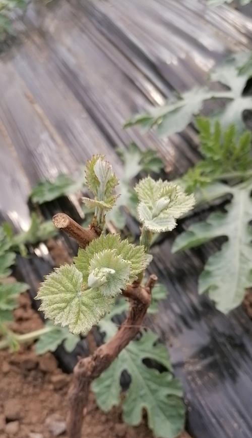 葡萄无芽枝催芽方法是什么？如何快速促进葡萄发芽生长？