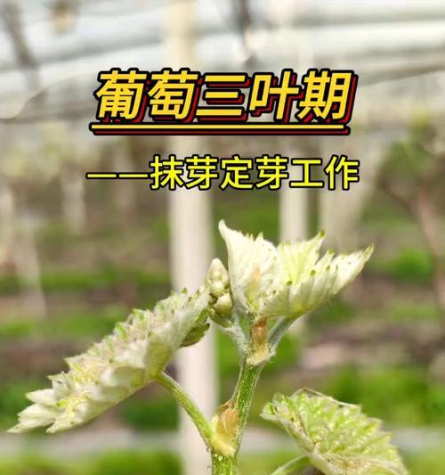 葡萄无芽枝催芽方法是什么？如何快速促进葡萄发芽生长？