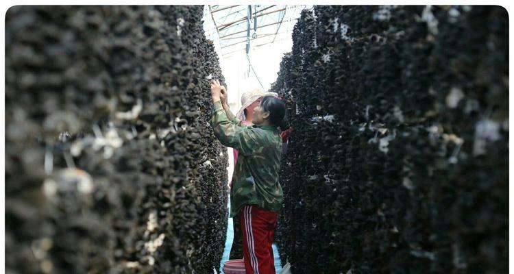 吊袋木耳催芽浇水方法是什么？如何正确进行吊袋木耳催芽？