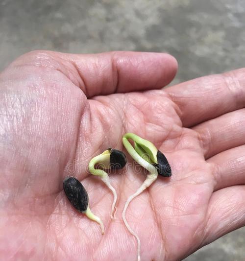 葡萄种子怎么催芽？有效催芽方法有哪些？