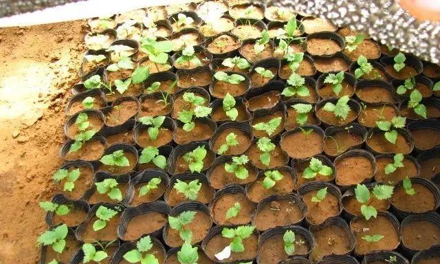 葡萄种子怎么催芽？有效催芽方法有哪些？