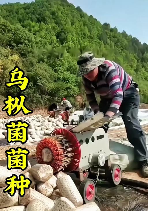 乌枞菌种植方法是什么？如何正确种植乌枞菌？