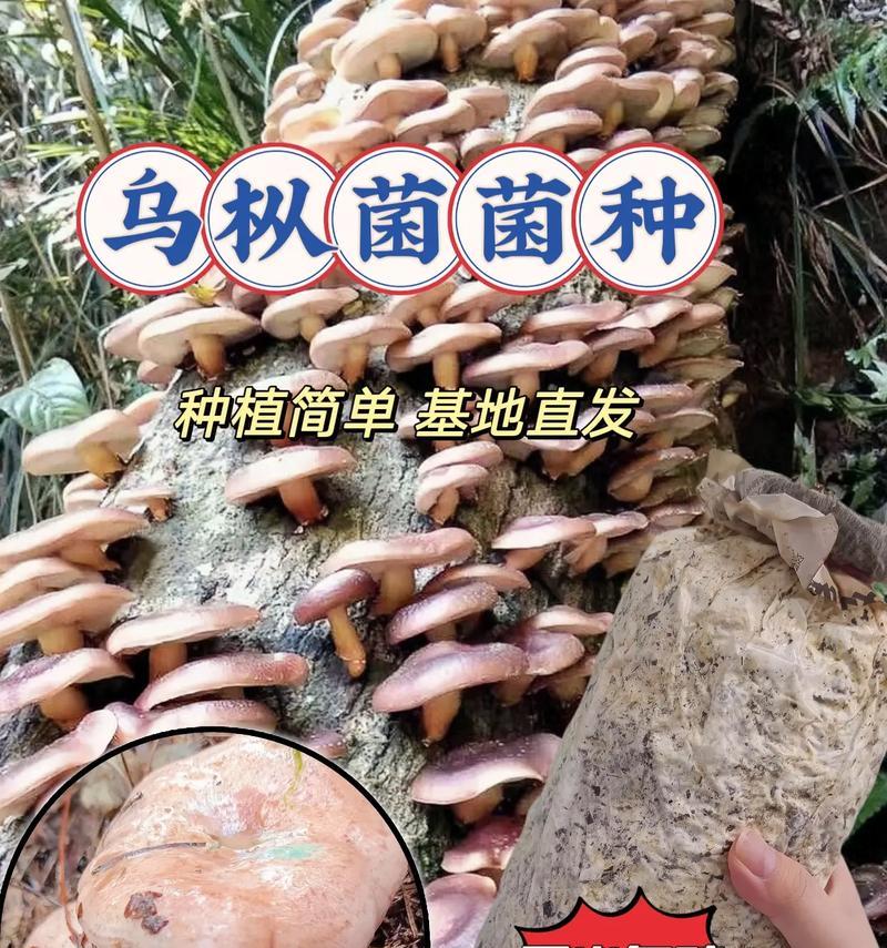 乌枞菌种植方法是什么？如何正确种植乌枞菌？