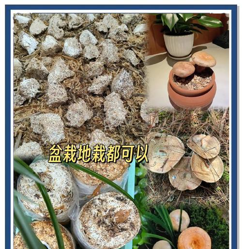 乌枞菌种植方法是什么？如何正确种植乌枞菌？