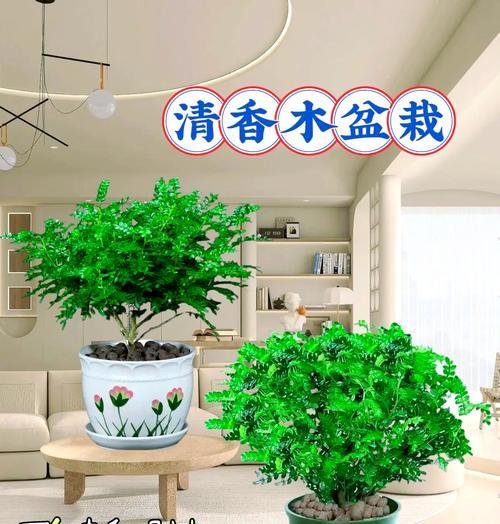 清香木顶枝催芽方法是什么？需要多长时间才能发芽？