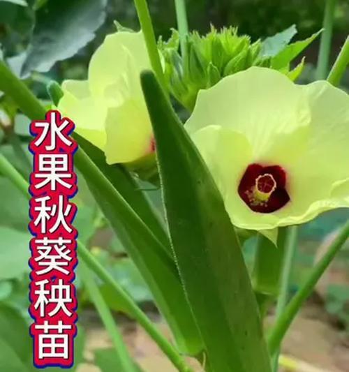 秋葵怎么种植方法？秋葵种植的步骤和注意事项是什么？