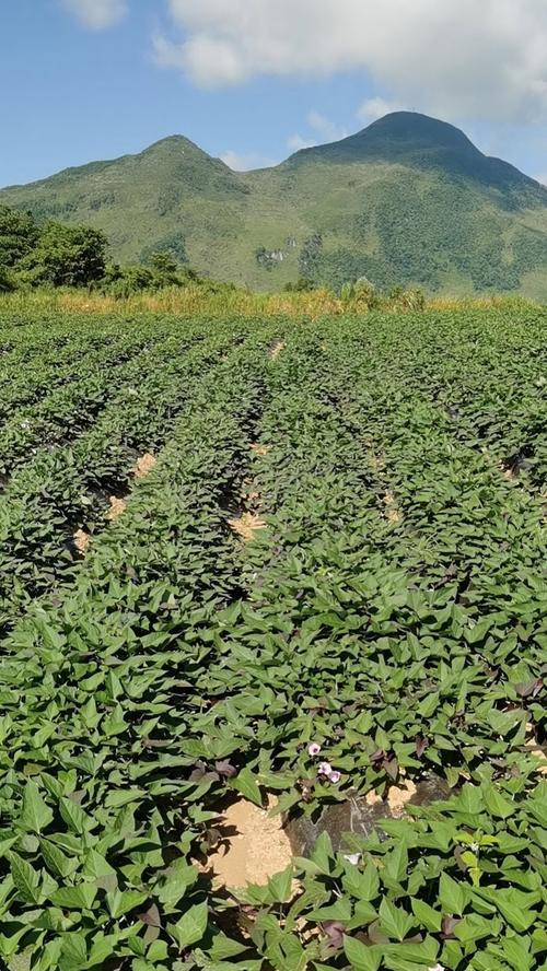 紫薯种植方法有哪些？如何提高紫薯产量？