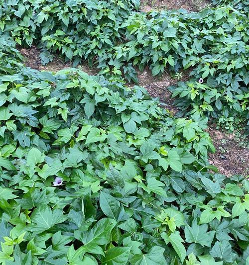 紫薯种植方法有哪些？如何提高紫薯产量？