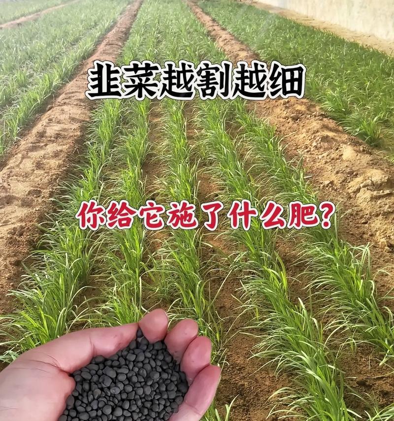 陈韭菜种子催芽方法是什么？需要多长时间才能发芽？