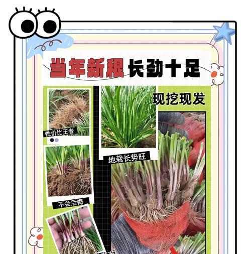陈韭菜种子催芽方法是什么？需要多长时间才能发芽？