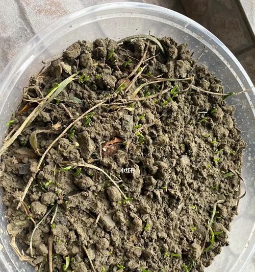 陈韭菜种子催芽方法是什么？需要多长时间才能发芽？