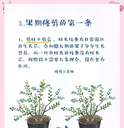 蓝莓杆修剪枝条的最佳时机是什么时候？如何正确进行修剪？