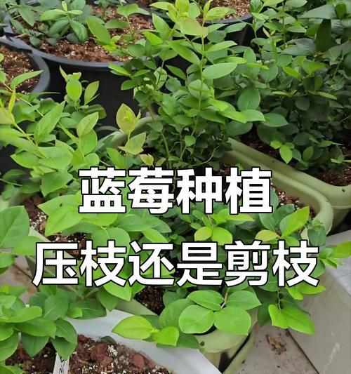 蓝莓杆修剪枝条的最佳时机是什么时候？如何正确进行修剪？