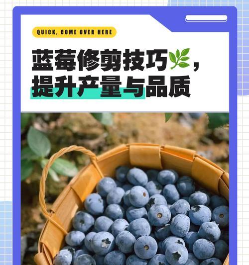 蓝莓杆修剪枝条的最佳时机是什么时候？如何正确进行修剪？