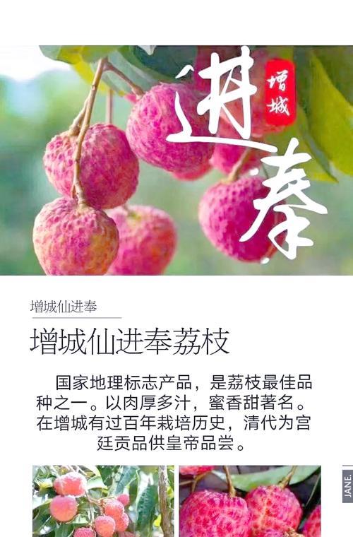 荔枝怎么种植方法？从选种到收获的全过程解析？