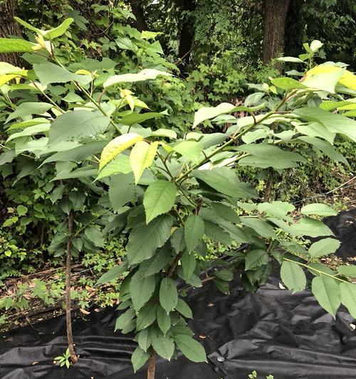 梅毒西瓜修剪枝条的最佳时机和方法是什么？