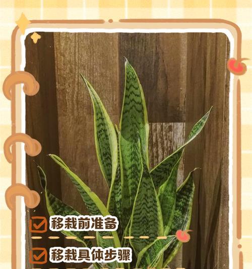 风车兰种植方法有哪些？如何正确种植风车兰？