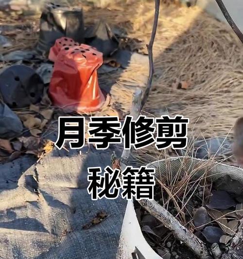 月季皇宫修剪枝条的最佳时机是什么时候？步骤有哪些？