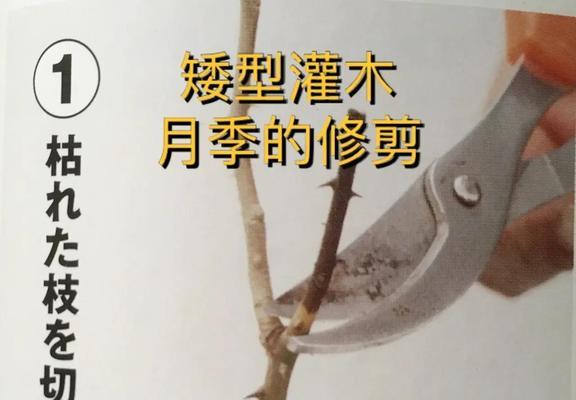 月季皇宫修剪枝条的最佳时机是什么时候？步骤有哪些？