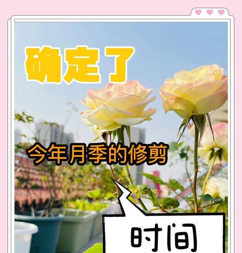 月季皇宫修剪枝条的最佳时机是什么时候？步骤有哪些？