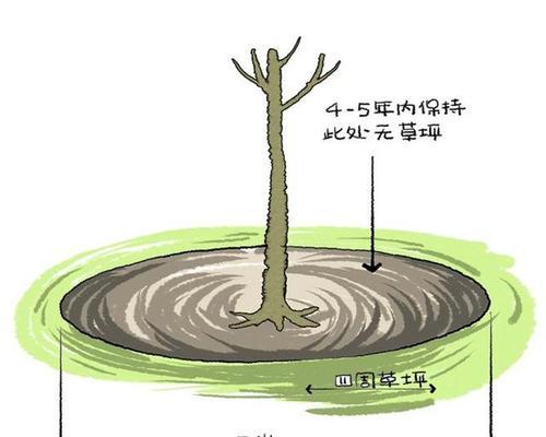 怎么移植树种植方法？步骤和注意事项是什么？