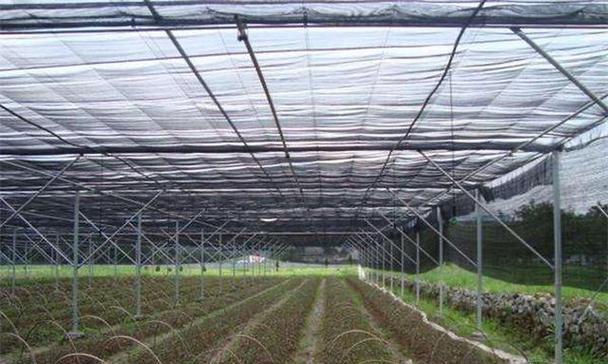 怎么移植树种植方法？步骤和注意事项是什么？