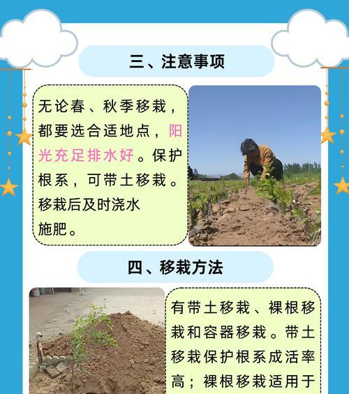 枣树春天修剪枝的最佳方法是什么？修剪后如何确保生长旺盛？