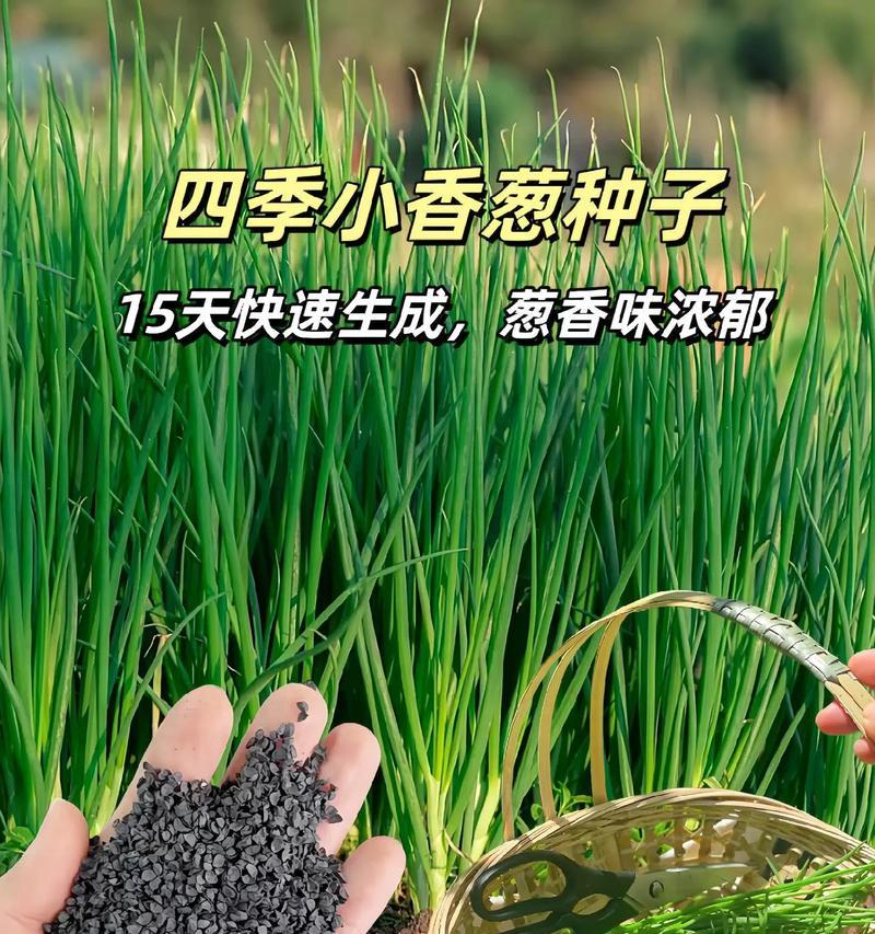 香葱夏天怎么催芽的？有效方法和注意事项是什么？