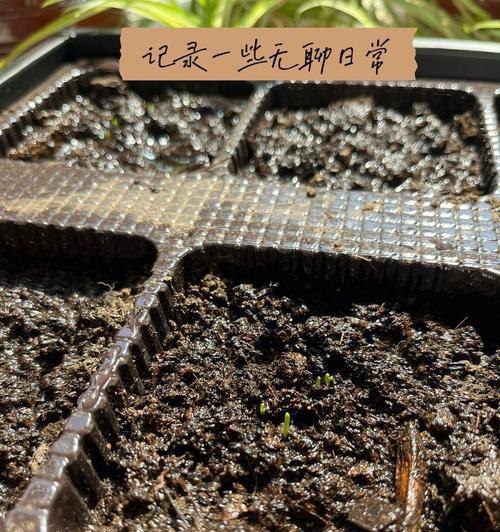 香葱夏天怎么催芽的？有效方法和注意事项是什么？