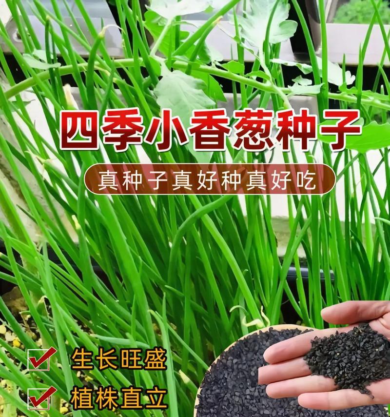 香葱夏天怎么催芽的？有效方法和注意事项是什么？