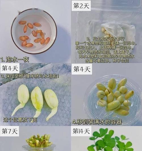 种子催芽放口袋里可行吗？正确催芽方法是什么？